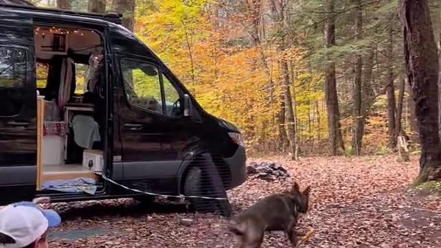 POV: You take your giant German Shepard puppy camping for the first time..이