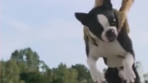 Best animal funny viral video