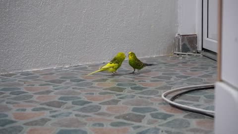 Watch 5 baby budgies growing day by day16