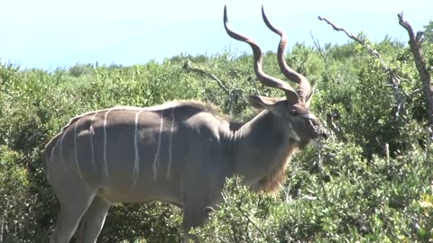 Addo National Park video - (Elephants; Lions; Buffalos; Kudu and many other wildlife)