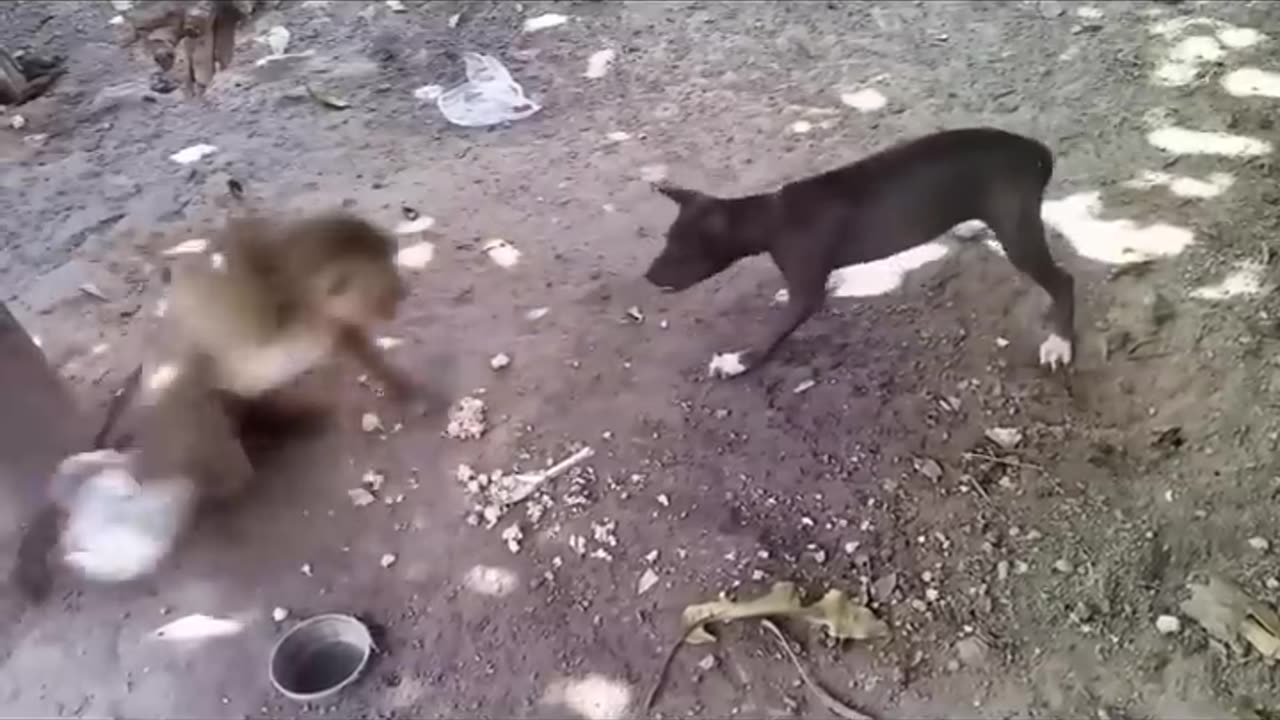 Monkey Slap the Dog 3 timess FUNNY VIDEOS