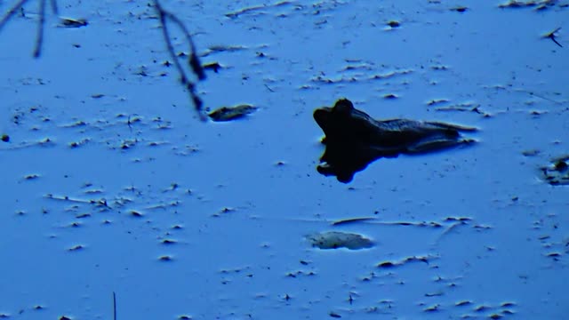 Bullfrog