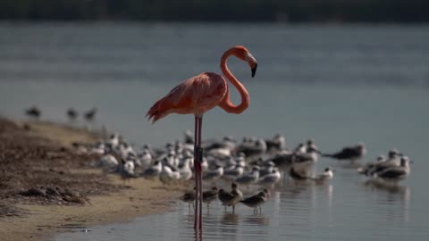 Peaches Preening Surrounded by New Friends.