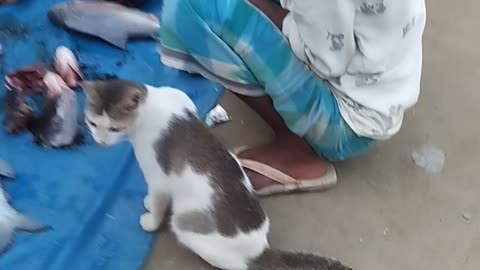 Pussy cat going to market for buying fish 🤣😂