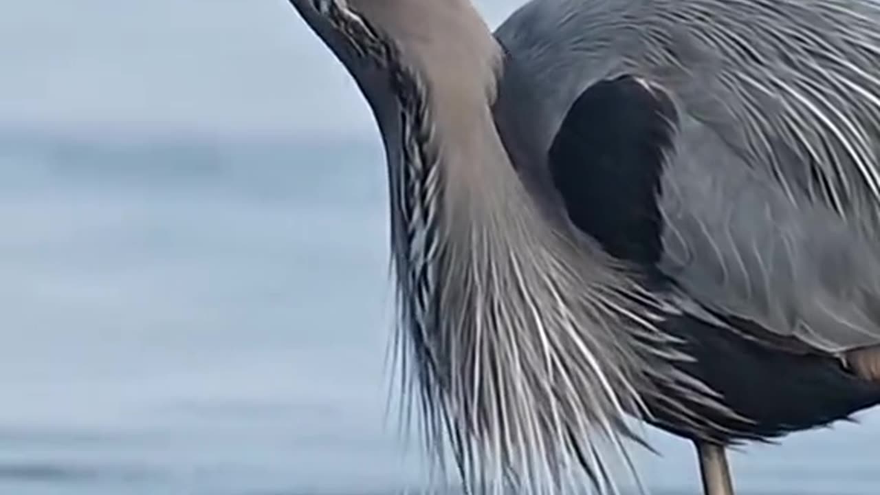 Beautiful Birds are Hunting Fish