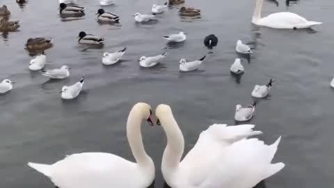 Love birds