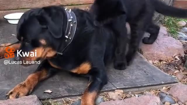Amigos