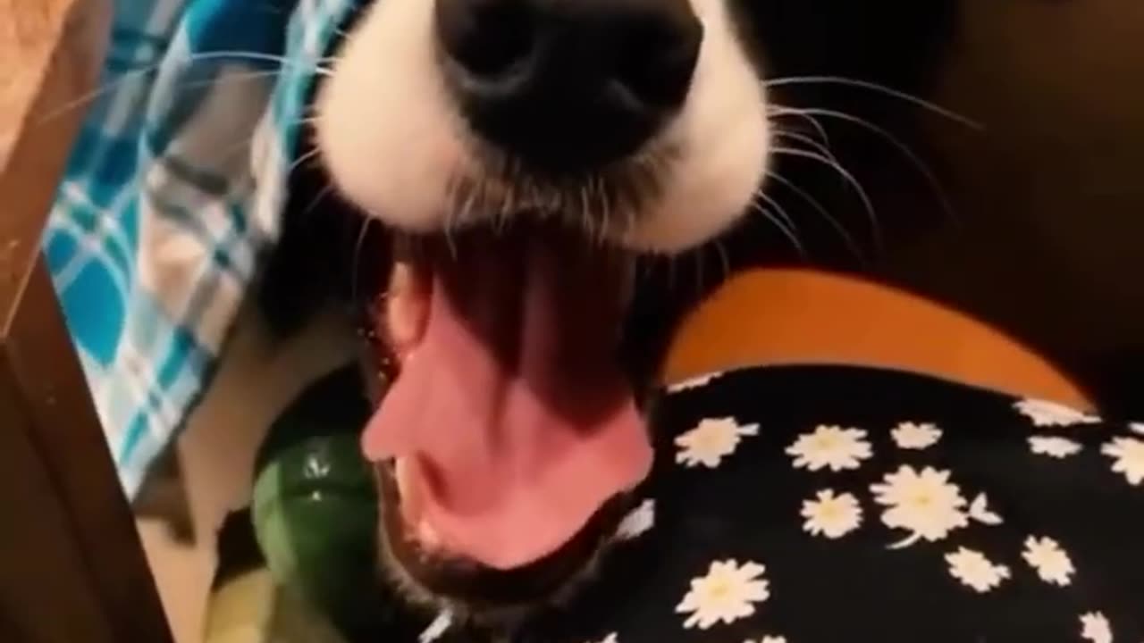 Dogs funny, Funny animals Hub, funny animals life 😄😆🤣, funny videos, 😄😆only dogs 🐕🤣😆, 🐕crazy dogs 🐕😜