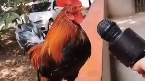 Hen funny sound #funny video #short #trending #status #viralvideo