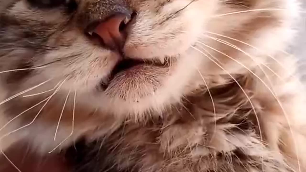 "Meowtopia: A Captivating Journey into the Adorable Meows of a Cute Kitten"
