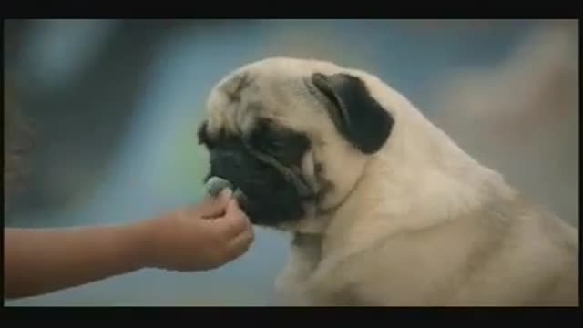 Smart Dog playing with little girl