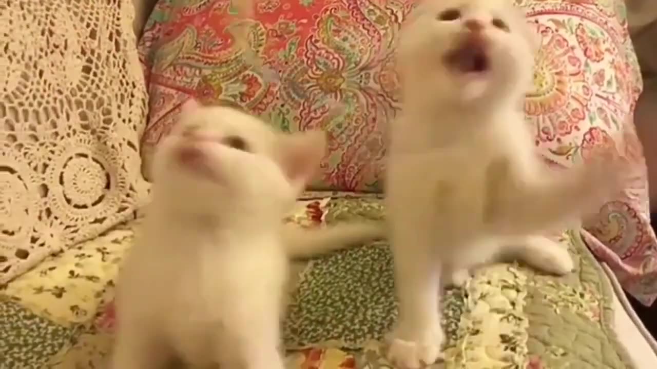 OMG So Cute Cats ❤ Best funny cat videos 2021 #1