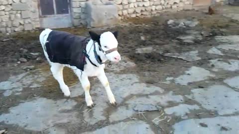 my cow