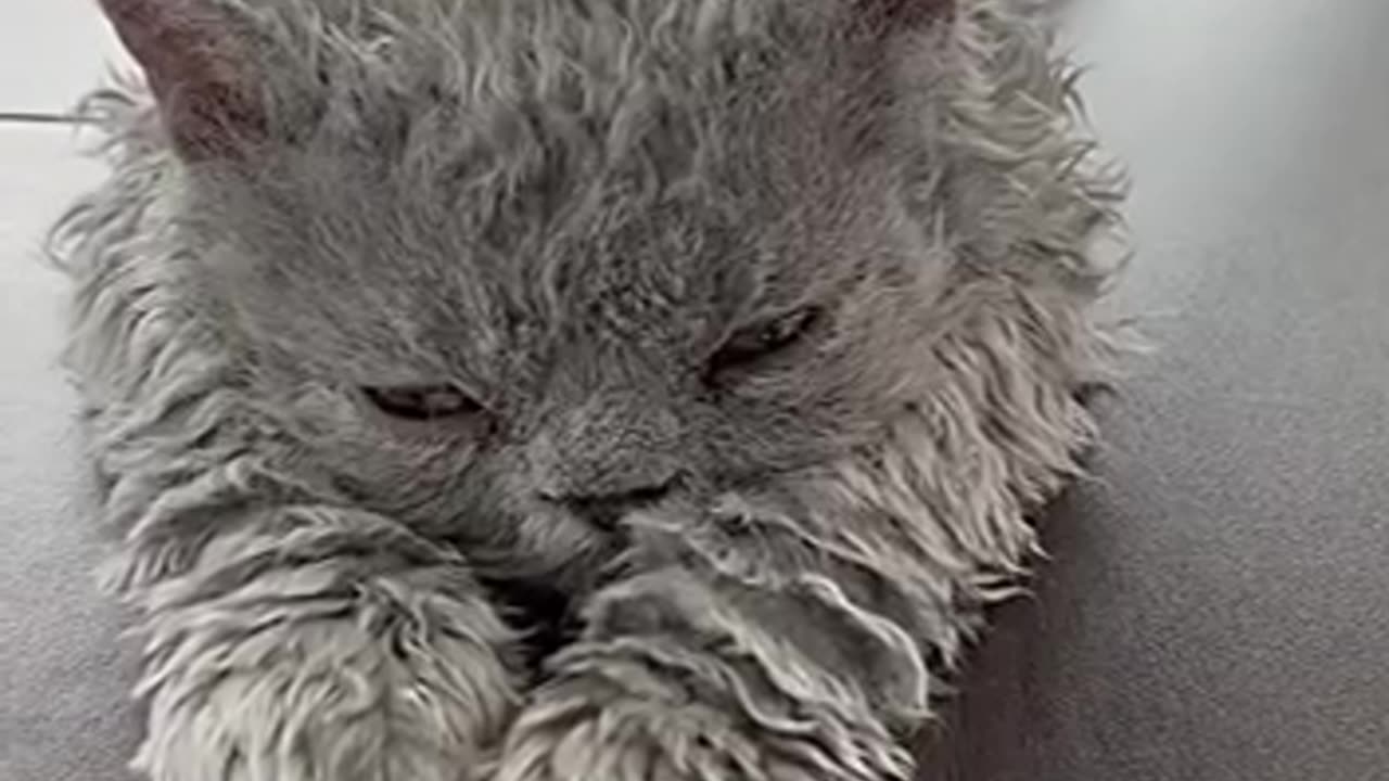 Selkirk Rex breed of cats