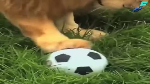 ULTIMATE|| Animal Compilation || Funny Fails || viral || comedy