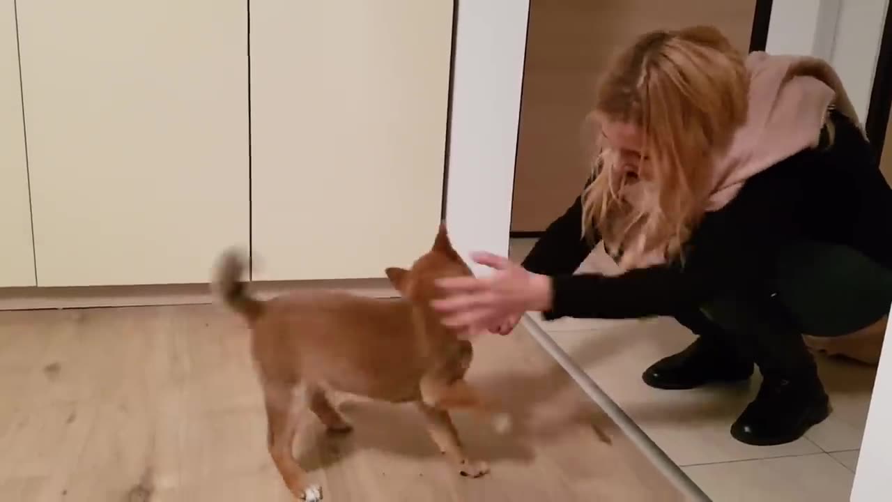 Watch this Cute puppy react to his owner coming home