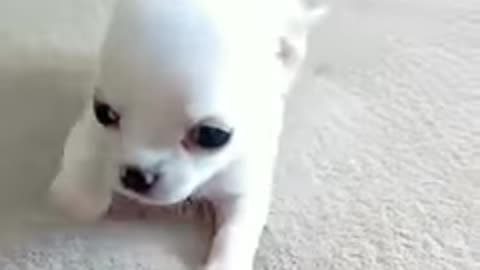 Funny dog videos#09kviral#shorts#dogs