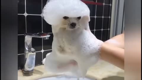 NEW Funny dogs