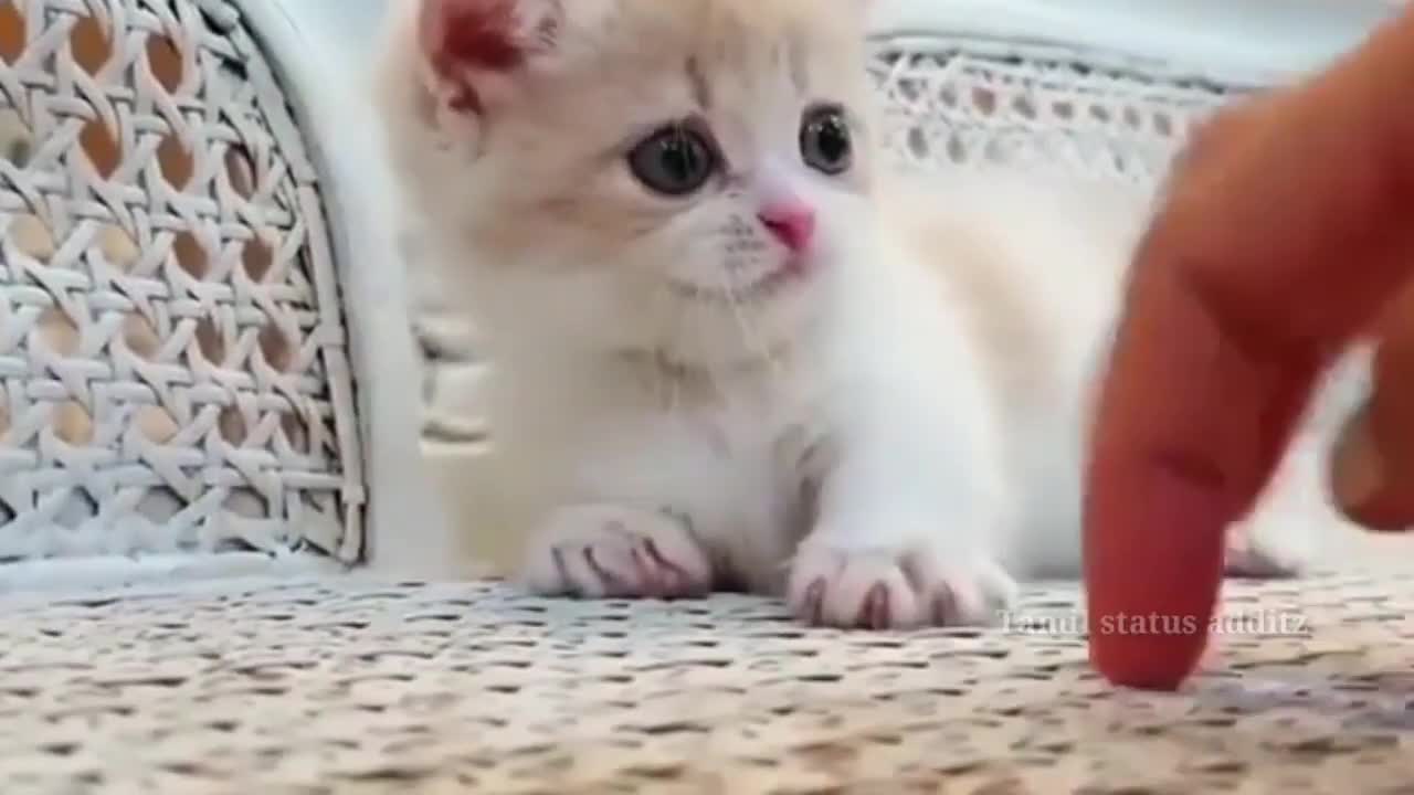 Cute cat reaction