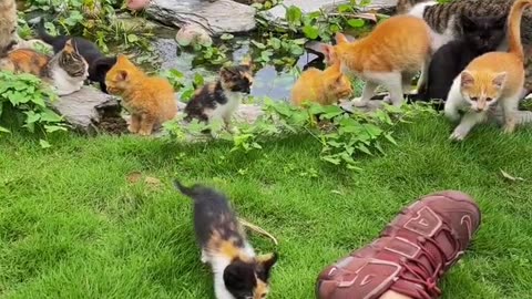 cats and kittens island