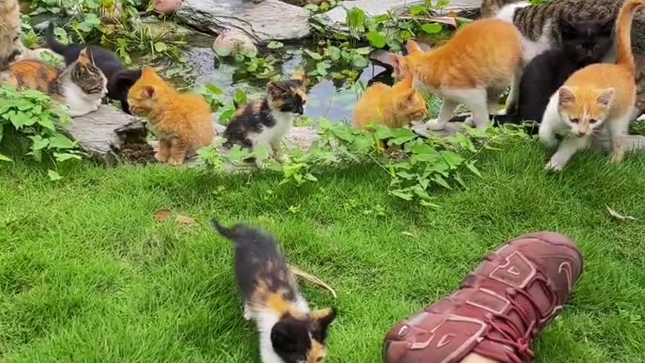 cats and kittens island