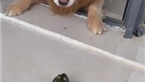 Attractive dog and videos