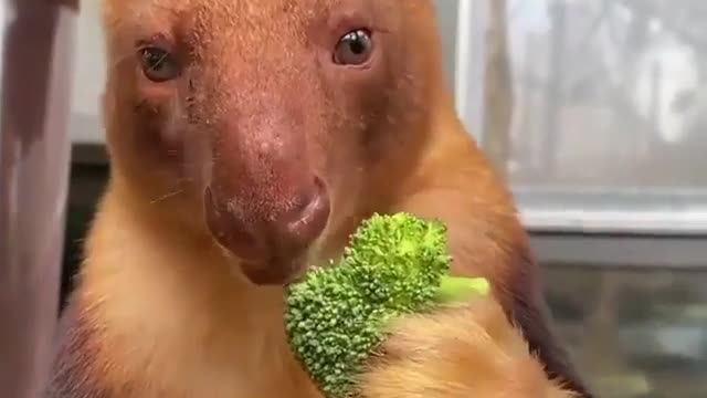 Eating green vegetable