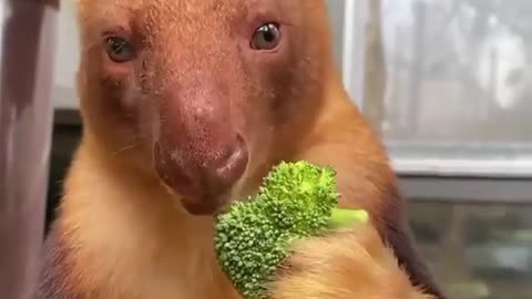 Eating green vegetable