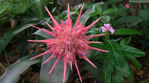 Bromeliad Flower