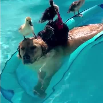 News Break. In the pool with friends.
