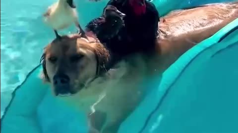 News Break. In the pool with friends.