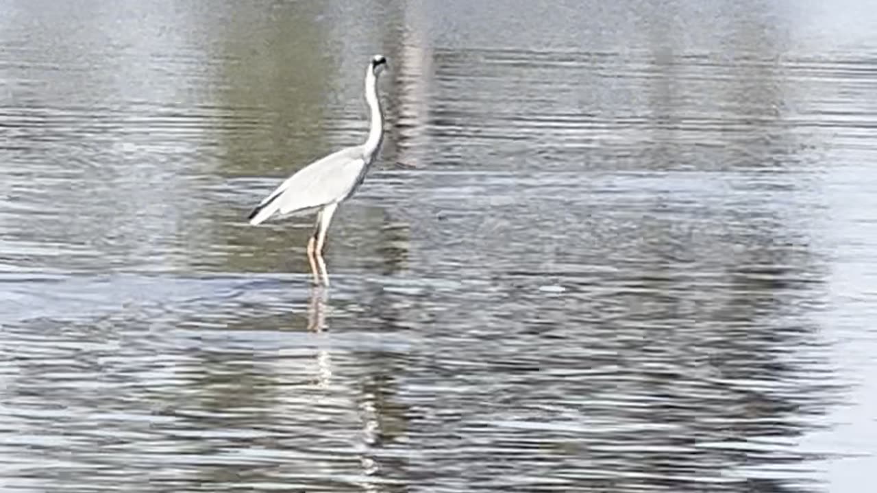 Gray Heron Surfs On Hippo