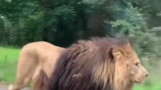 giant lion sighting