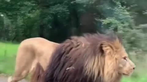 giant lion sighting