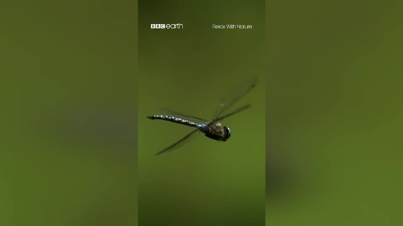 Slow Motion Dragonflies