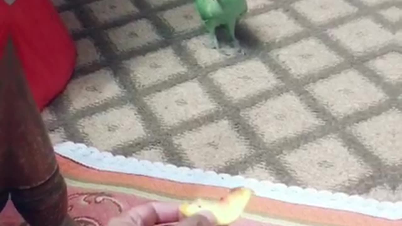 Green Parrot eating fruits