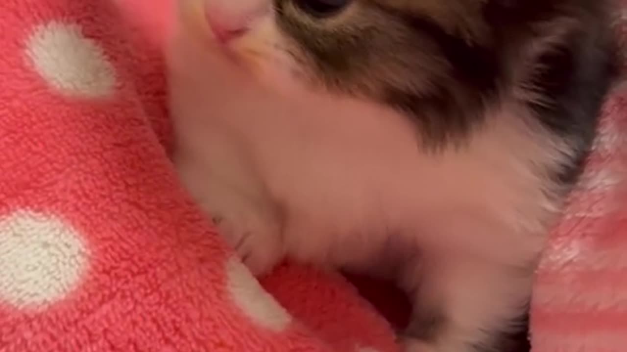 Kitten fight