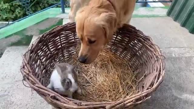 Gentle Golden Retriever Meets A Bunny For The First Time
