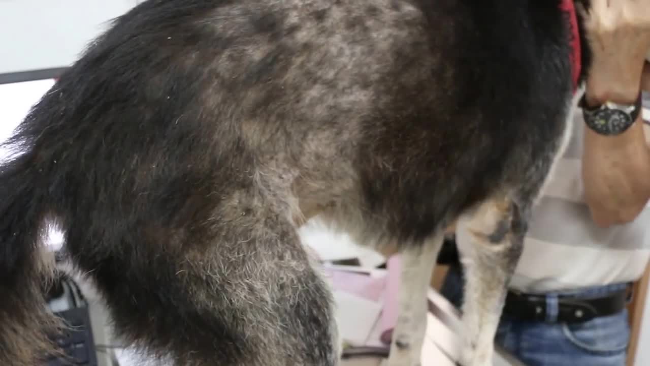 Skin disease - A 12-year-old dog has both backsides hairless and an ear haematoma 1/2