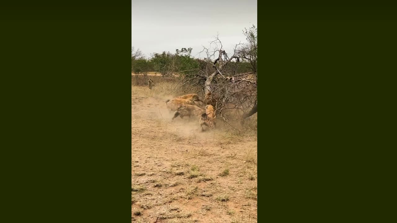 Hyenas kills lion