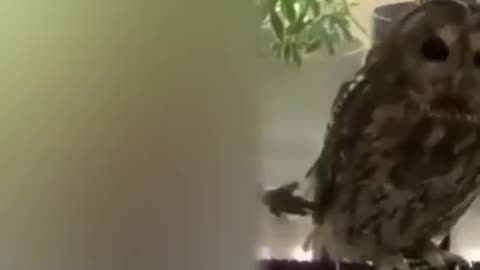 Best funny Animal Videos of the year