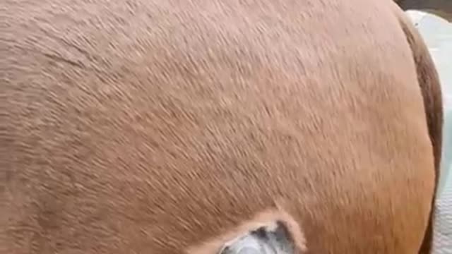 Amazing fun