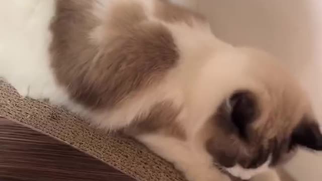 The cute Ragdoll cat