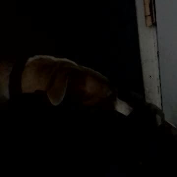 Comparution à distance devant le tribunal