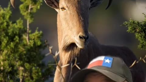 Big Horn Sheep vs Aoudad