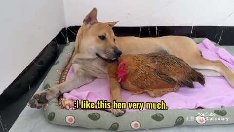 The rooster suspects that the dog and hen are having an affair! The rooster is very angry.so funny