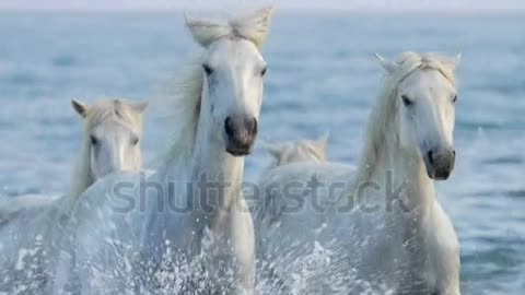 white horse slow motion