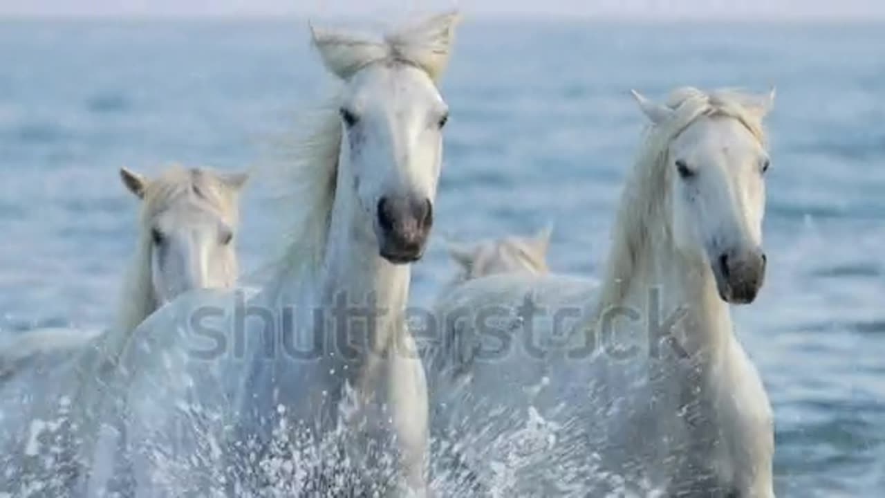 white horse slow motion