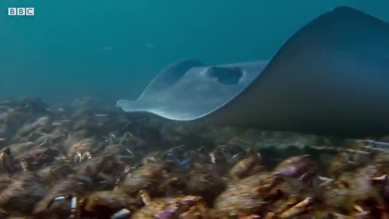 Stingray Ambushes Army Of Crabs | Blue Planet II | BBC Earth