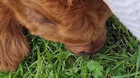 Little Harry's daily scratches